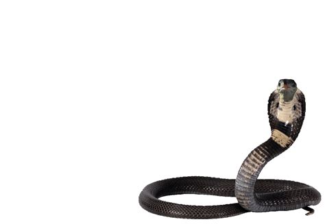 snake animated gif|snake gif transparent.